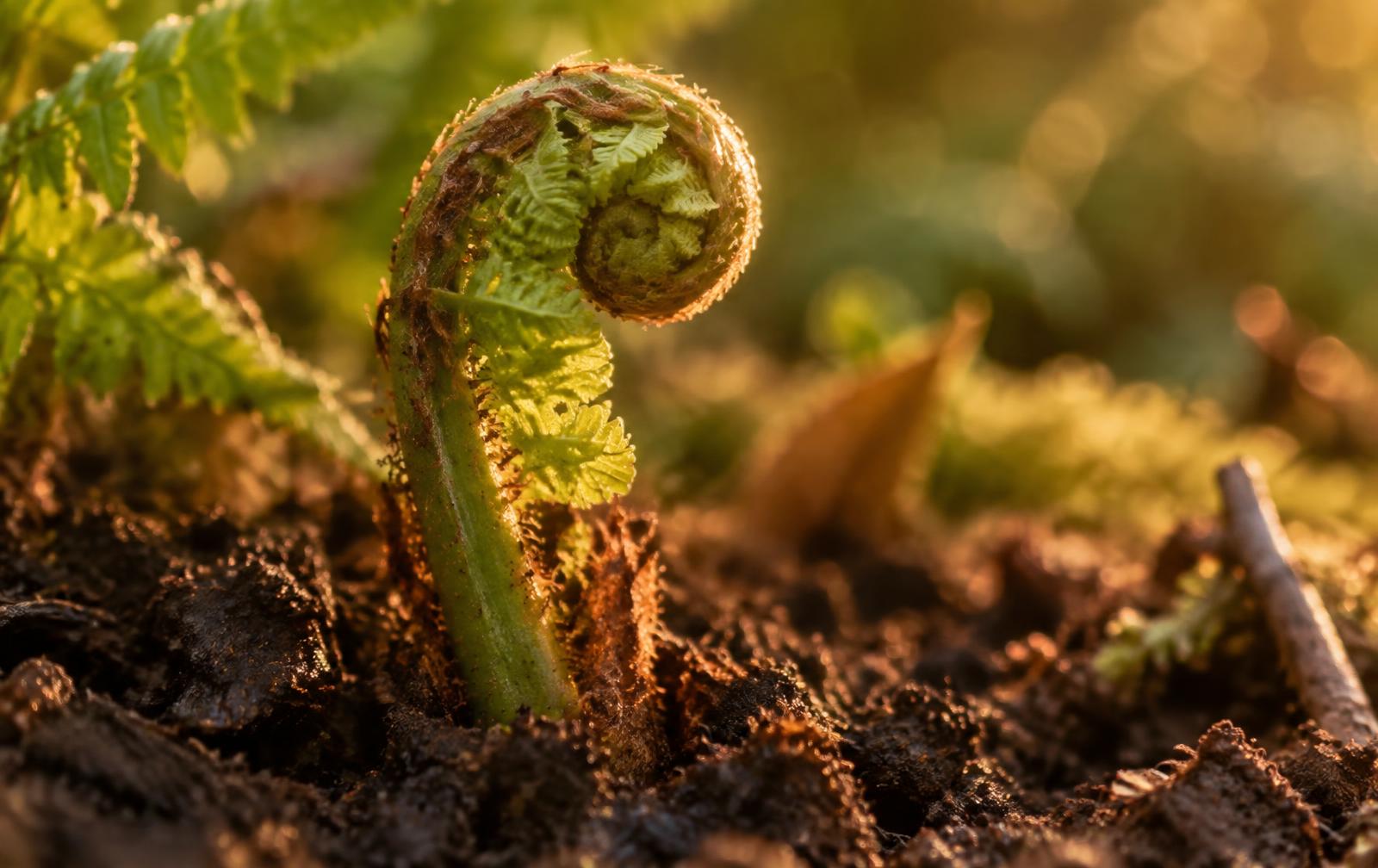 A fern frond unfurling from dark soil in golden light